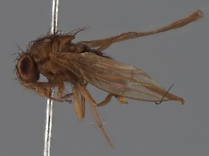  (Drosophila picta - KWi-2397)  @11 [ ] by-nc (2023) Marijke Iso-Kokkila University of Oulu