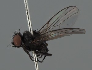  (Ophiomyia hieracii - KWi-2418)  @11 [ ] by-nc (2023) Marijke Iso-Kokkila University of Oulu