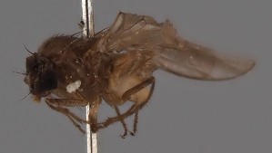  (Drosophila subsilvestris - KWi-2435)  @11 [ ] by-nc (2023) Marijke Iso-Kokkila University of Oulu