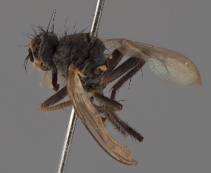  (Amaurosoma obscuripes - KWi-2599)  @11 [ ] by-nc (2023) Marijke Iso-Kokkila University of Oulu