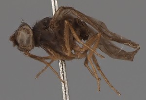  (Drosophila ingrica - KWi-2619)  @11 [ ] by-nc (2023) Marijke Iso-Kokkila University of Oulu