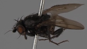  (Rachispoda opinata - KWi-2651)  @11 [ ] by-nc (2023) Marijke Iso-Kokkila University of Oulu