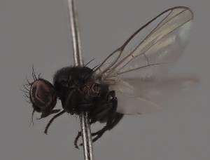  (Ophiomyia ranunculicaulis - KWi-2667)  @11 [ ] by-nc (2023) Marijke Iso-Kokkila University of Oulu