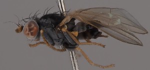  (Chamaemyia fasciata - KWi-2718)  @11 [ ] by-nc (2023) Marijke Iso-Kokkila University of Oulu