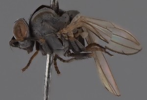  (Leucopis annulipes - KWi-2729)  @11 [ ] by-nc (2023) Marijke Iso-Kokkila University of Oulu