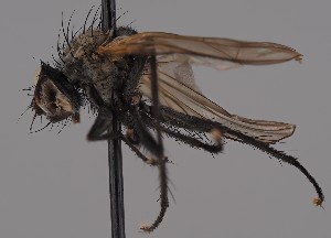  (Botanophila abiskoensis - KWi-2756)  @11 [ ] by-nc (2023) Marijke Iso-Kokkila University of Oulu