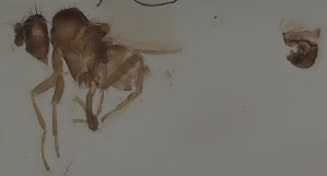  (Opalimosina simplex - KWi-2789)  @11 [ ] by-nc (2023) Marijke Iso-Kokkila University of Oulu