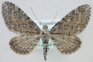  (Eupithecia gelidata - MM24064)  @14 [ ] CreativeCommons - Attribution Non-Commercial (2018) Marko Mutanen University of Oulu