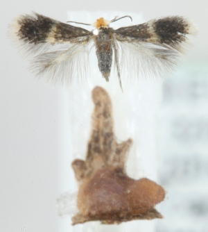  ( - MM24410)  @12 [ ] CreativeCommons - Attribution Non-Commercial (2015) Marko Mutanen University of Oulu