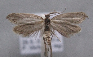  (Holoscolia creticella - MM25439)  @13 [ ] CreativeCommons - Attribution Non-Commercial (2016) Marko Mutanen University of Oulu