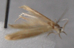  ( - MM25445)  @11 [ ] CreativeCommons - Attribution Non-Commercial (2016) Marko Mutanen University of Oulu