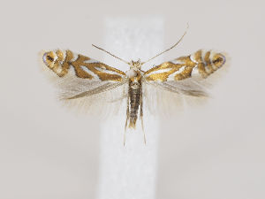  (Phyllonorycter sorbi - MM26568)  @14 [ ] CreativeCommons - Attribution Non-Commercial (2018) Marko Mutanen University of Oulu