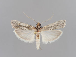  (Ancylosis labeculella - MM26942)  @11 [ ] CreativeCommons - Attribution Non-Commercial (2018) Marko Mutanen University of Oulu