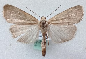  ( - MM28240)  @11 [ ] by-nc (2025) Marko Mutanen University of Oulu