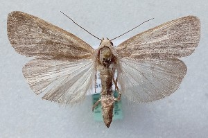  ( - MM28241)  @11 [ ] by-nc (2025) Marko Mutanen University of Oulu