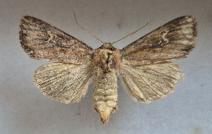  ( - MM28243)  @11 [ ] by-nc (2025) Marko Mutanen University of Oulu