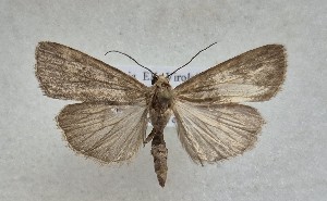  ( - MM28244)  @11 [ ] by-nc (2025) Marko Mutanen University of Oulu