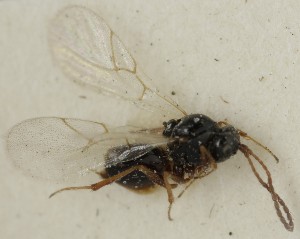  (Trybliographa diversicornis - MZH_GL.3810)  @11 [ ] by-nc (2023) Simo Vaananen Luomus