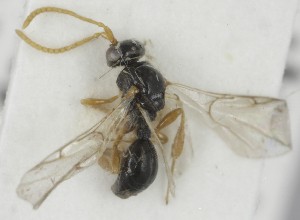  (Ismarus cf. spinalis - MZH_GP.110672)  @11 [ ] by-nc (2024) Simo Vaananen Luomus