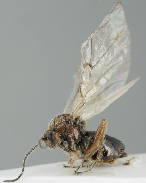  (Cynips divisa - MZH_GP.110928)  @11 [ ] by-nc (2024) Simo Vaananen Luomus