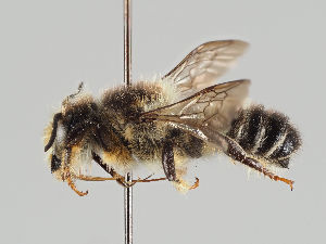  (Megachile bombycina - MZH_GP.21029)  @11 [ ] CreativeCommons - Attribution Non-Commercial (2018) Marko Mutanen University of Oulu