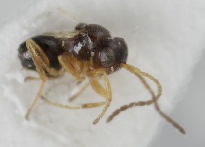  ( - MZH_GQ.5048)  @11 [ ] by-nc (2024) Simo Vaananen Luomus