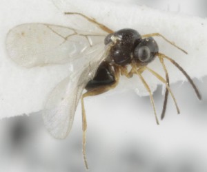  (Phaenoglyphis fuscicornis - MZH_GQ.5058)  @11 [ ] by-nc (2024) Simo Vaananen Luomus
