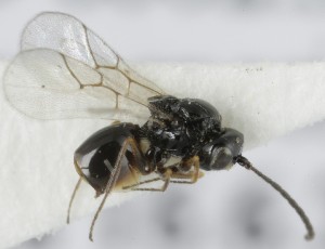  (Diglyphosema punctatum - MZH_GQ.5069)  @11 [ ] by-nc (2024) Simo Vaananen Luomus
