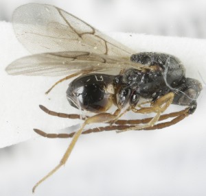  ( - MZH_GQ.5081)  @11 [ ] by-nc (2024) Simo Vaananen Luomus