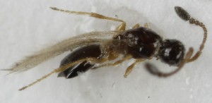  ( - MZH_GQ.5102)  @11 [ ] by-nc (2024) Simo Vaananen Luomus