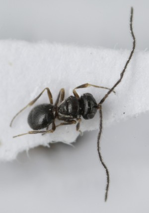  (Trimorus algicola - MZH_GQ.5127)  @11 [ ] by-nc (2024) Simo Vaananen Luomus