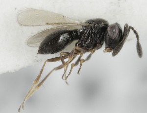  (Trimorus therycides - MZH_GQ.5129)  @11 [ ] by-nc (2024) Simo Vaananen Luomus