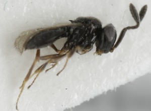  (Teleasinae - MZH_GQ.5131)  @11 [ ] by-nc (2024) Simo Vaananen Luomus