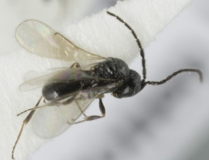  (Trimorus nitidulus - MZH_GQ.5137)  @11 [ ] by-nc (2024) Simo Vaananen Luomus