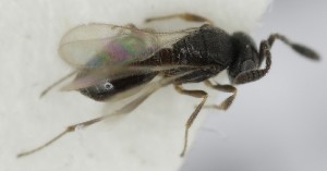  (Trimorus opacus - MZH_GQ.5138)  @11 [ ] by-nc (2024) Simo Vaananen Luomus