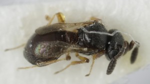  (Trimorus ovatus - MZH_GQ.5140)  @11 [ ] by-nc (2024) Simo Vaananen Luomus