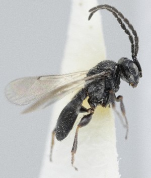  (Trimorus puncticollis - MZH_GQ.5143)  @11 [ ] by-nc (2024) Simo Vaananen Luomus