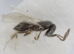  (Telenomus danubialis - MZH_GQ.5152)  @11 [ ] by-nc (2024) Simo Vaananen Luomus