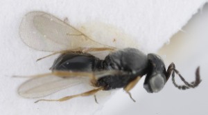  (Telenomus nitidulus - MZH_GQ.5159)  @11 [ ] by-nc (2024) Simo Vaananen Luomus