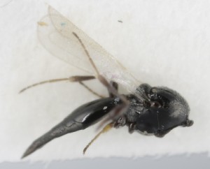  ( - MZH_GQ.5204)  @11 [ ] by-nc (2024) Simo Vaananen Luomus