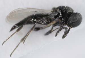  ( - MZH_GQ.5209)  @11 [ ] by-nc (2024) Simo Vaananen Luomus