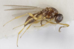  ( - MZH_GQ.5219)  @11 [ ] by-nc (2024) Simo Vaananen Luomus