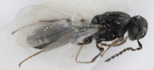  ( - MZH_GQ.5230)  @11 [ ] by-nc (2024) Simo Vaananen Luomus