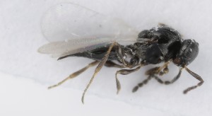  ( - MZH_GQ.5236)  @11 [ ] by-nc (2024) Simo Vaananen Luomus