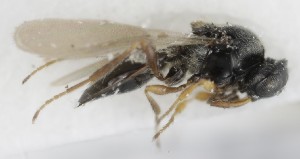  ( - MZH_GQ.5254)  @11 [ ] by-nc (2024) Simo Vaananen Luomus