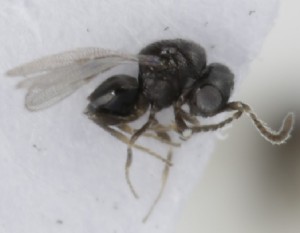  (Aphanogmus clavicornis - MZH_GQ.5259)  @11 [ ] by-nc (2024) Simo Vaananen Luomus