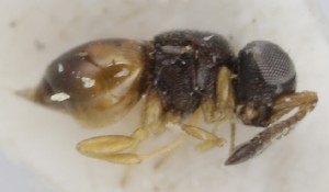  (Aphanogmus crassiceps - MZH_GQ.5260)  @11 [ ] by-nc (2024) Simo Vaananen Luomus