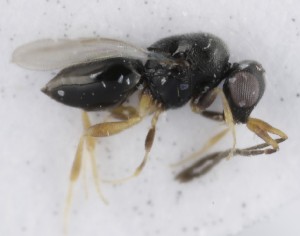  (Aphanogmus elegantulus - MZH_GQ.5261)  @11 [ ] by-nc (2024) Simo Vaananen Luomus