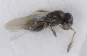  (Aphanogmus furcatus - MZH_GQ.5264)  @11 [ ] by-nc (2024) Simo Vaananen Luomus