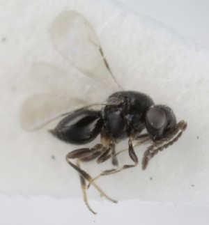  (Aphanogmus gracilicornis - MZH_GQ.5265)  @11 [ ] by-nc (2024) Simo Vaananen Luomus